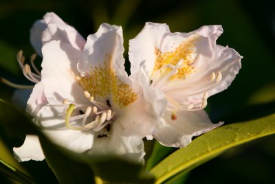 Rhododendron ponticum 'Goldflimmer' - rododendron - květ